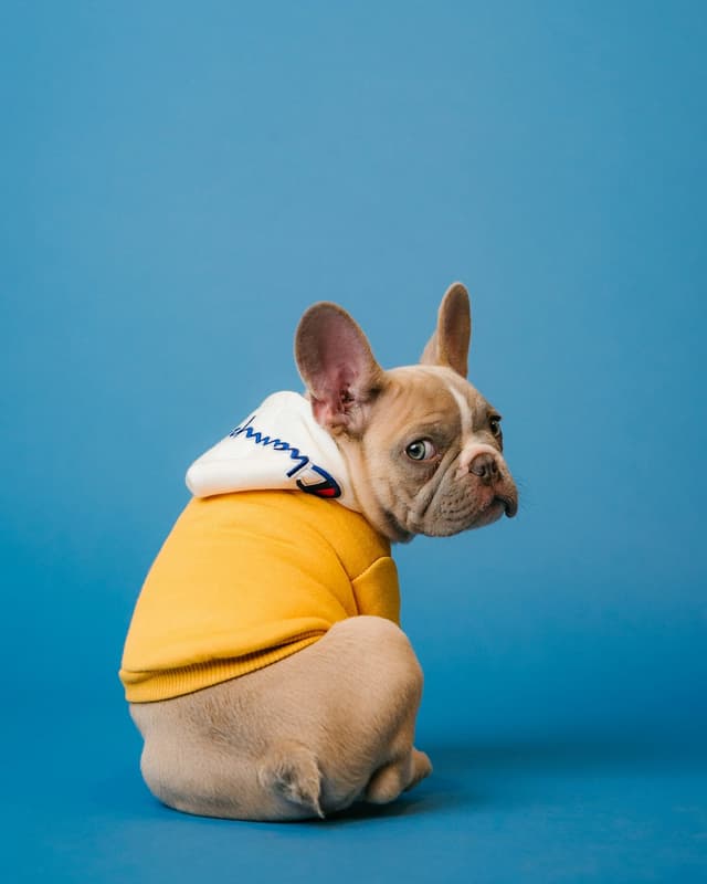 Bulldog francês de moletom amarelo