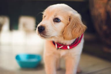 Filhote de golden retriever