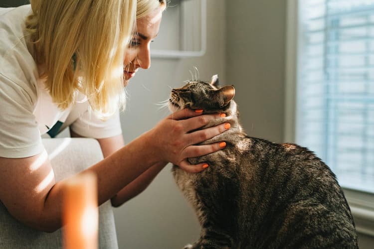 Atendimento veterinário: exame clínico em um gato